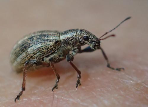 Polydrusus confluens